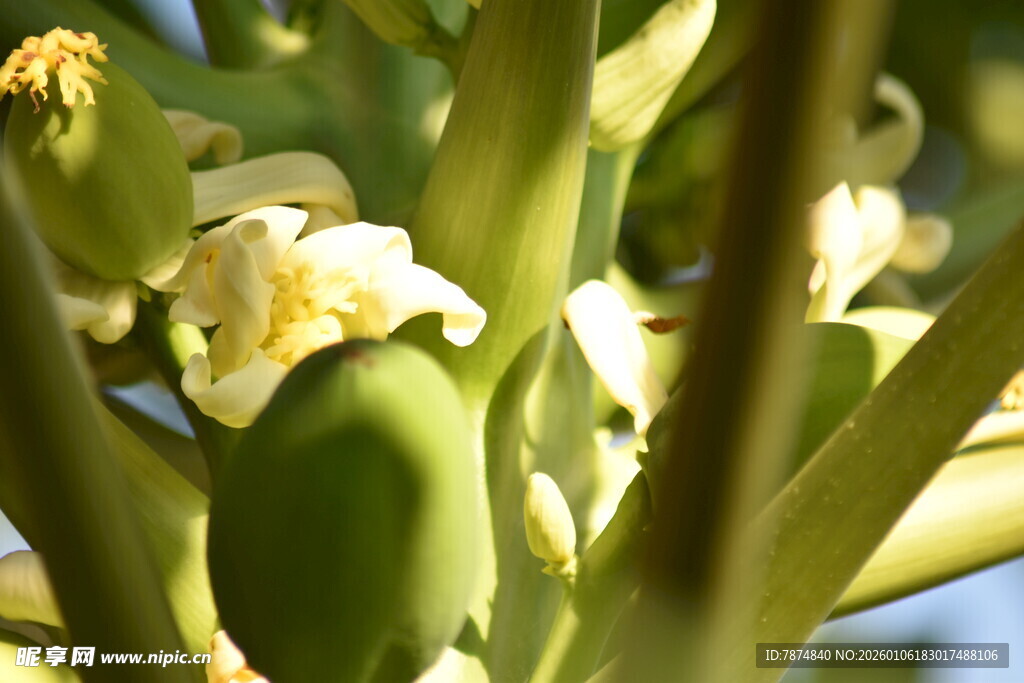 绿色植物上的白色花朵