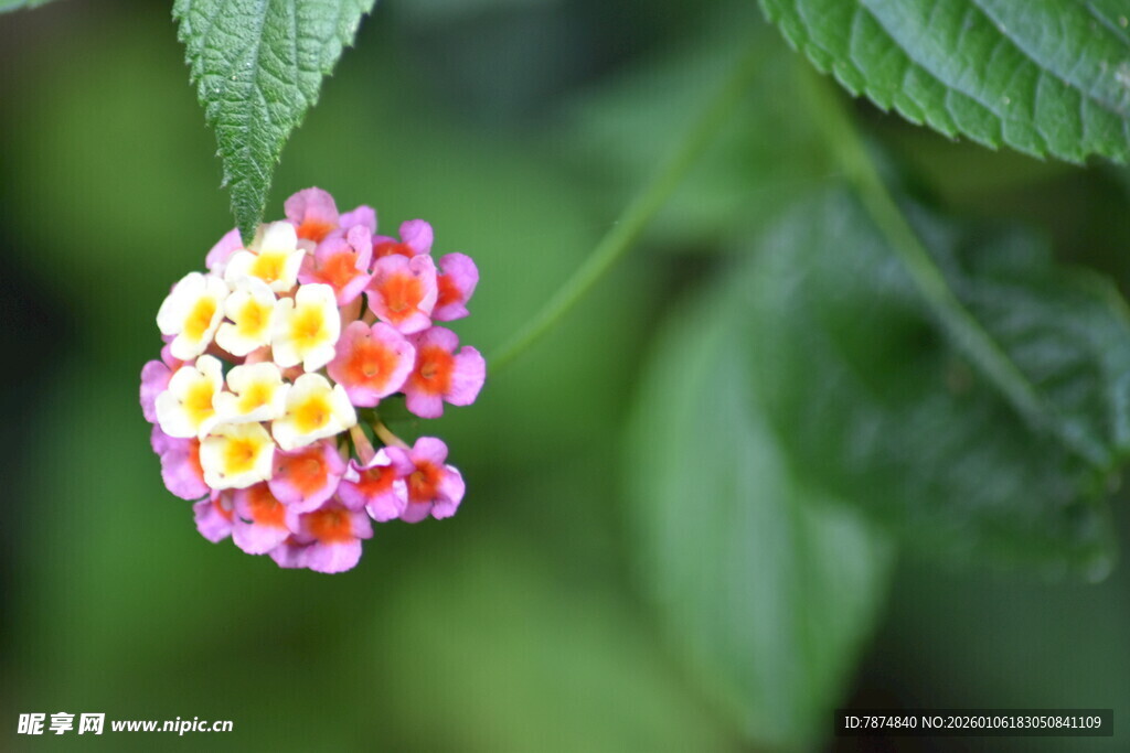 多彩马缨丹花朵特写