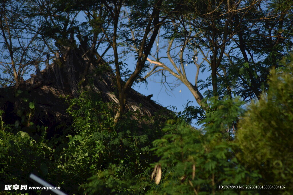 林间隐现的古朴房屋