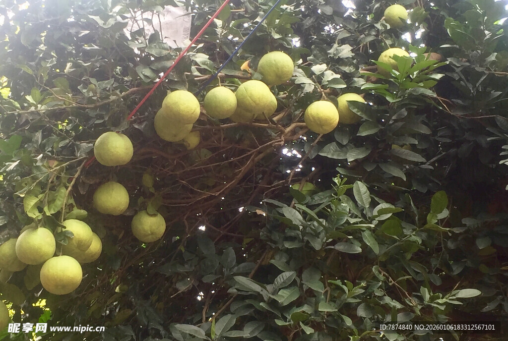 挂满枝头的黄绿色饱满果实