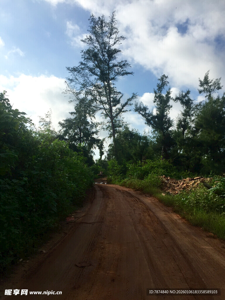乡间土路旁的葱郁树林