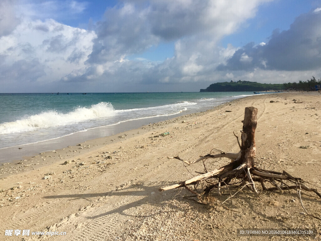 沙滩枯木与海浪风景