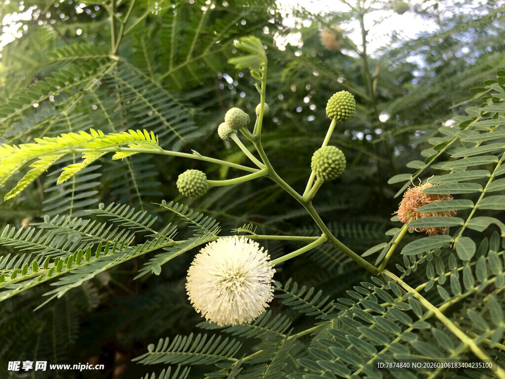 枝头绒球花与翠绿叶片