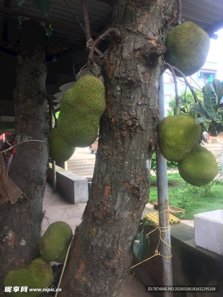 树上挂满硕大的菠萝蜜