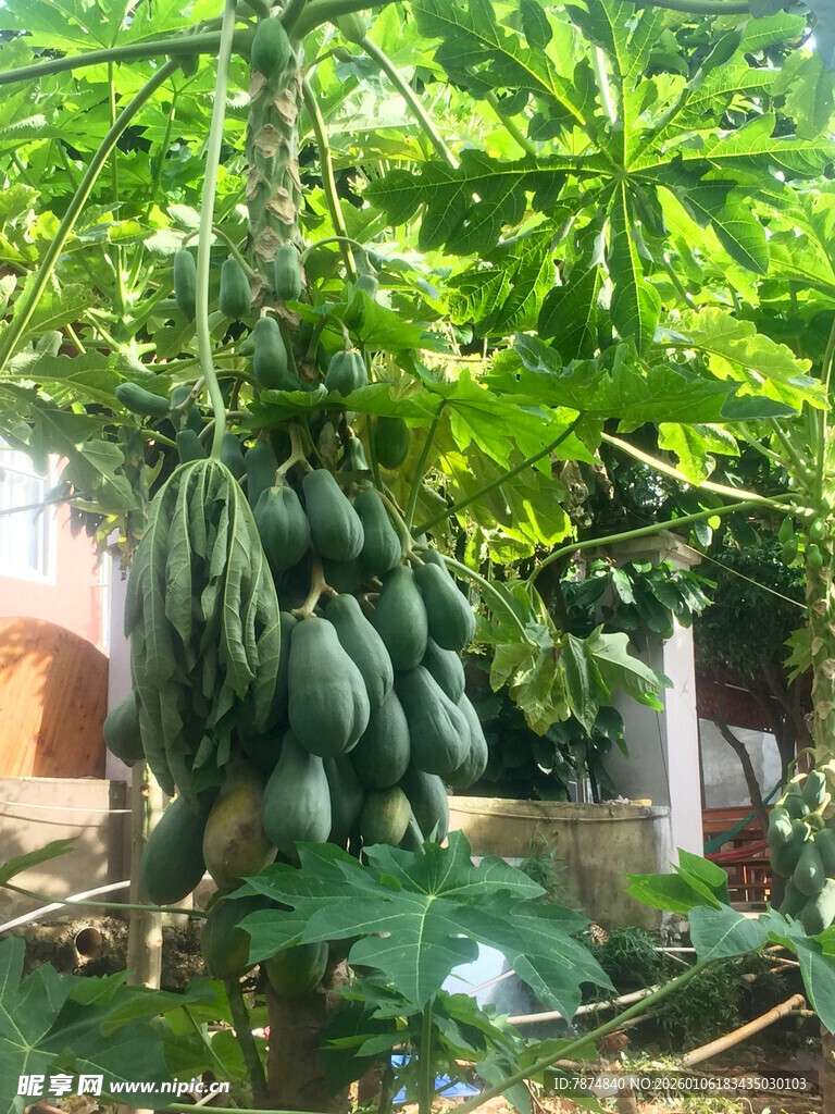 树上硕果累累的木瓜