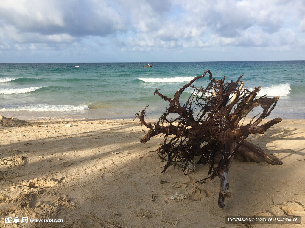 海滩上的枯木与海浪风景