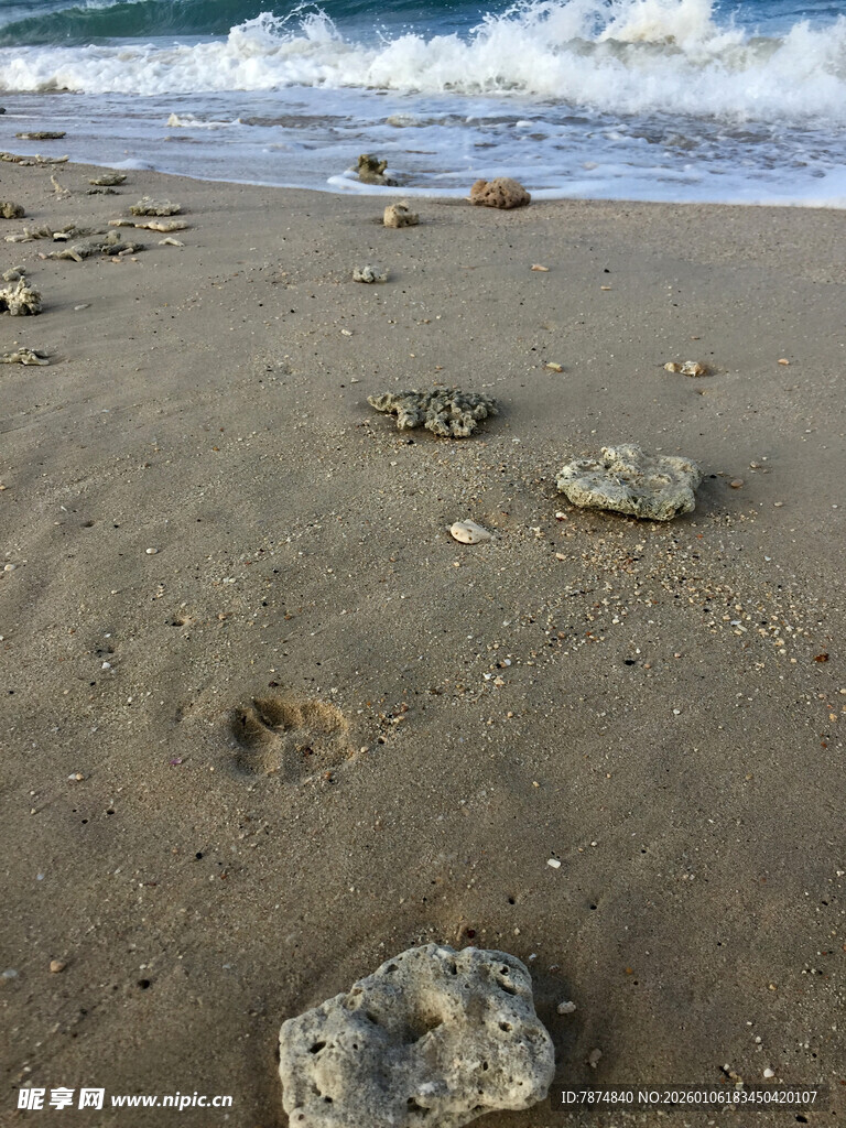 沙滩上的脚印与海生物