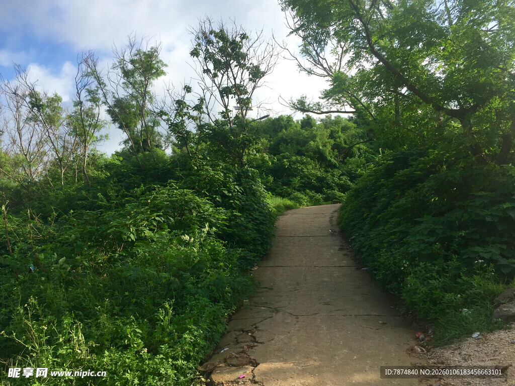 林间小径 绿意盎然的自然路