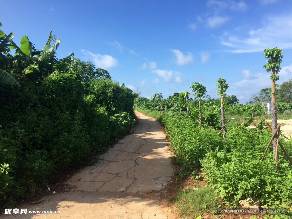 乡间土路旁的葱郁绿植