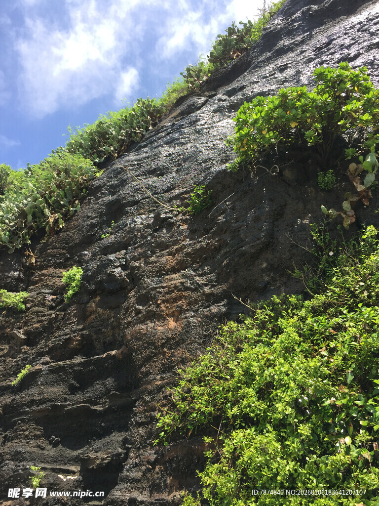 陡峭山壁上的繁茂绿植
