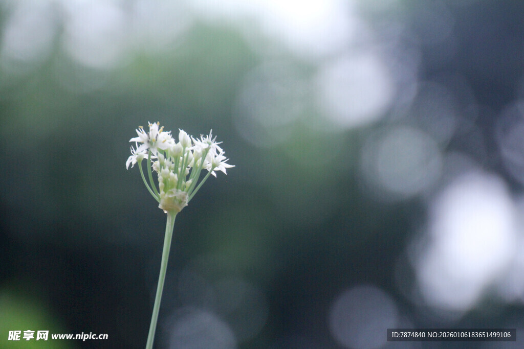单株白花特写