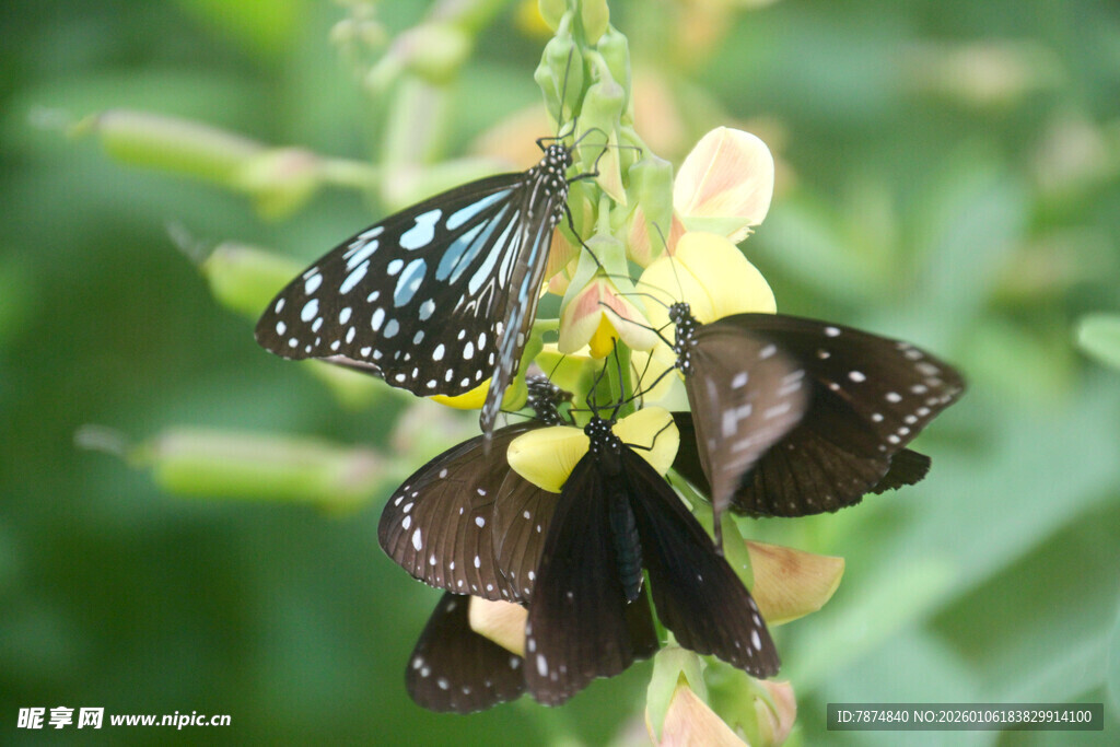 花丛中停歇的多彩蝴蝶