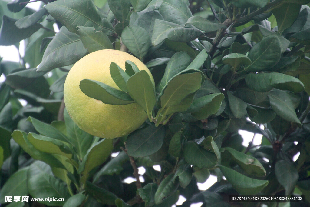 枝头黄澄澄的新鲜柑橘