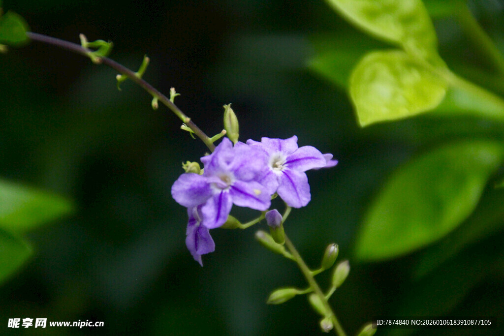 紫色小花绽放绿叶间