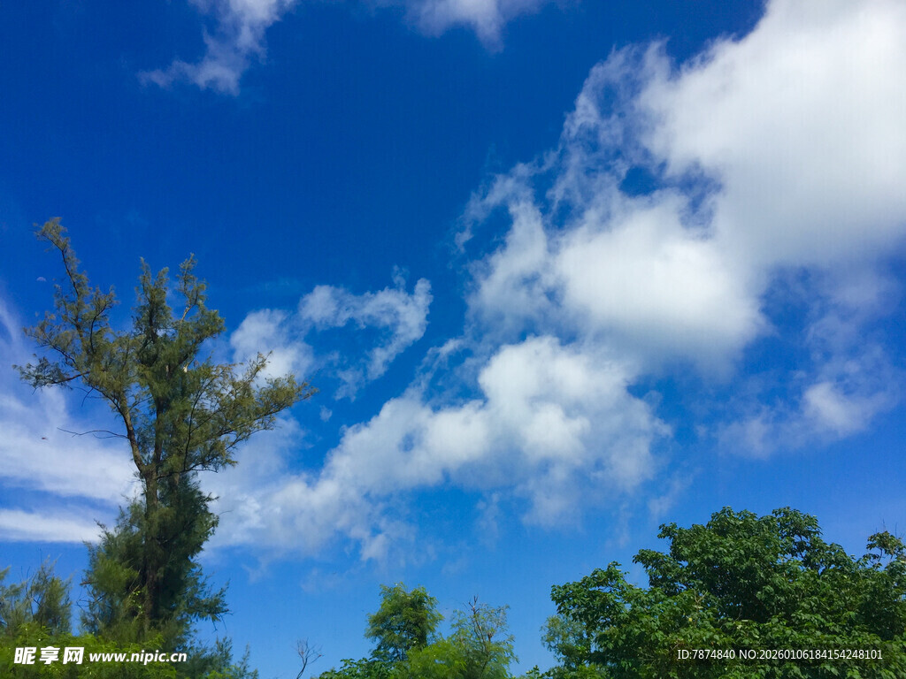 蓝天白云下的葱郁树木