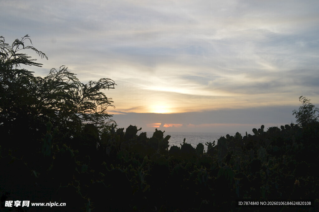日落时分的树林剪影