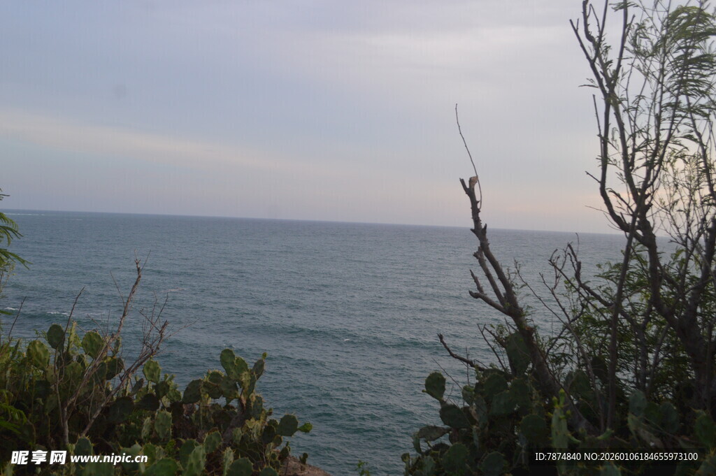 海边植被与广阔海面景色
