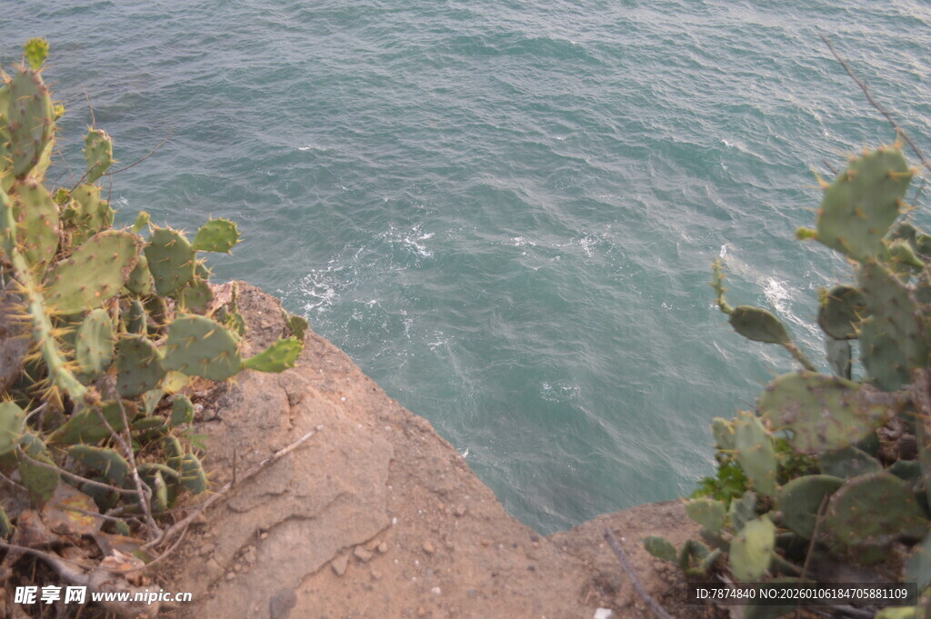 悬崖边的仙人掌与海景