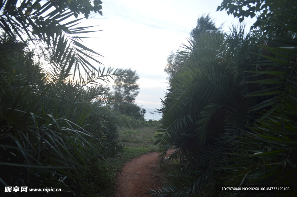 林间小道 绿意盎然