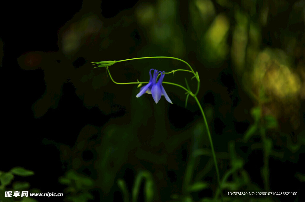 紫色小花绽放于绿意间