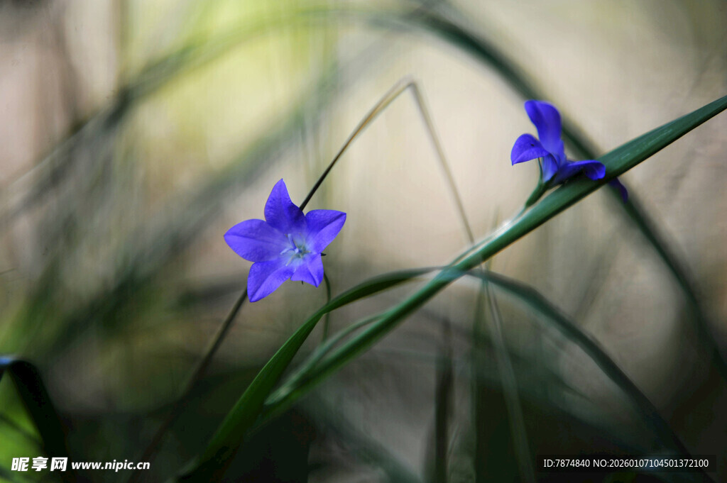 蓝花绽放于幽草间