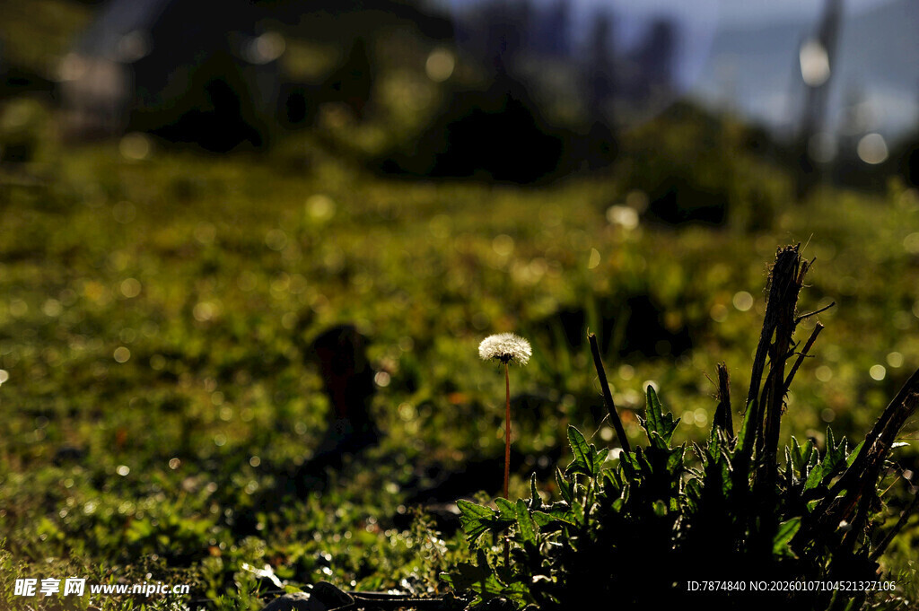 草地间的蒲公英与绿植