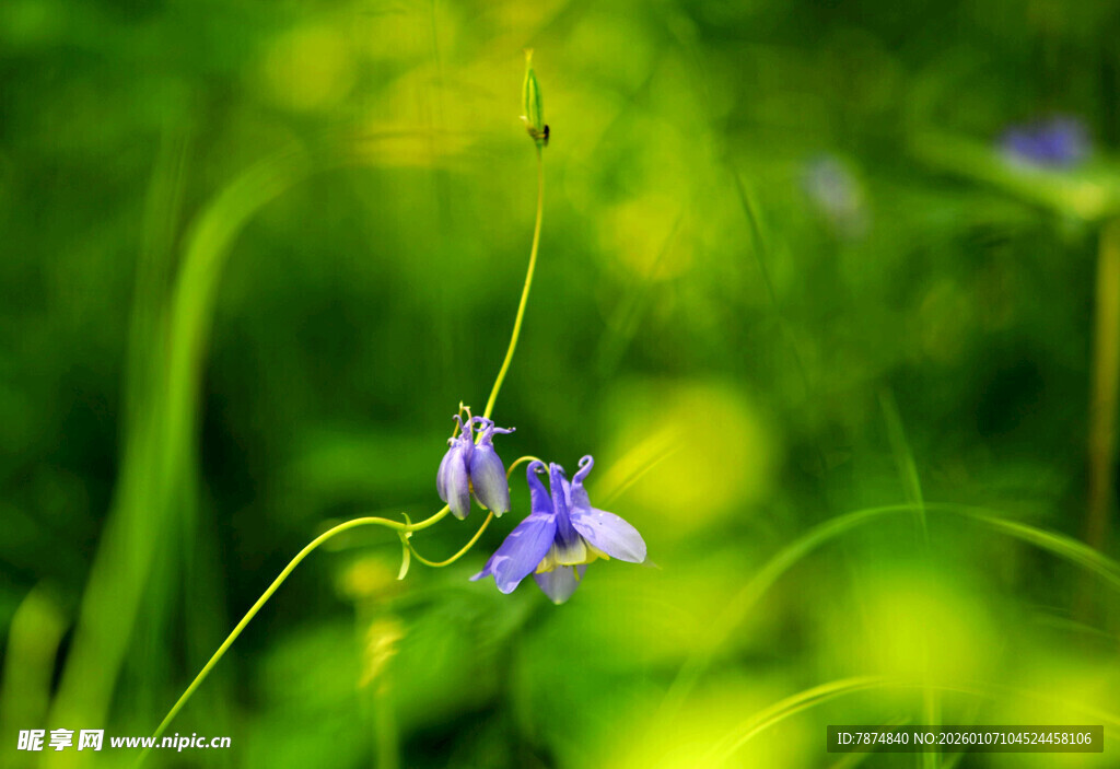 草丛中的紫色小花