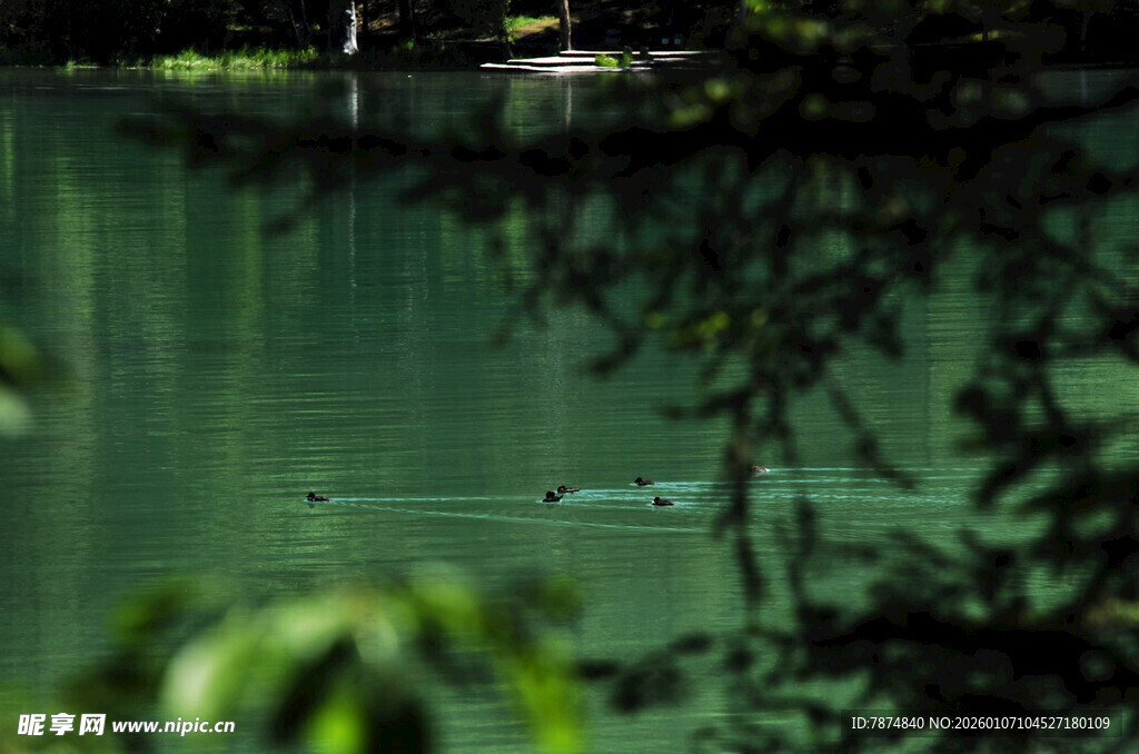 湖畔绿意中的静谧水面