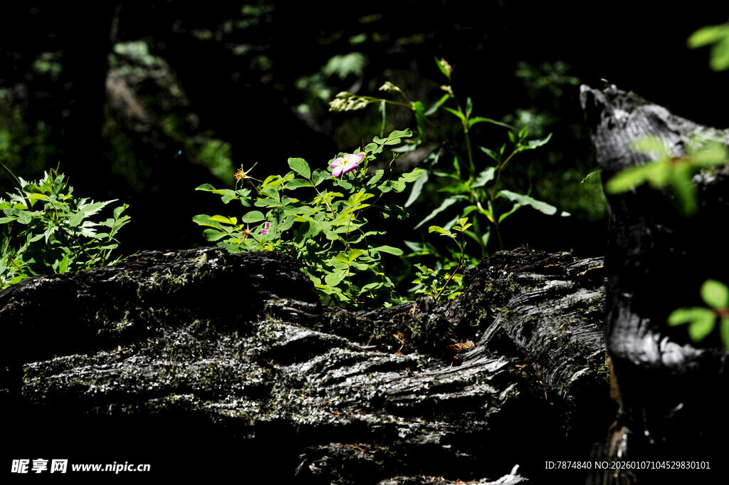 岩石上的翠绿新生植物
