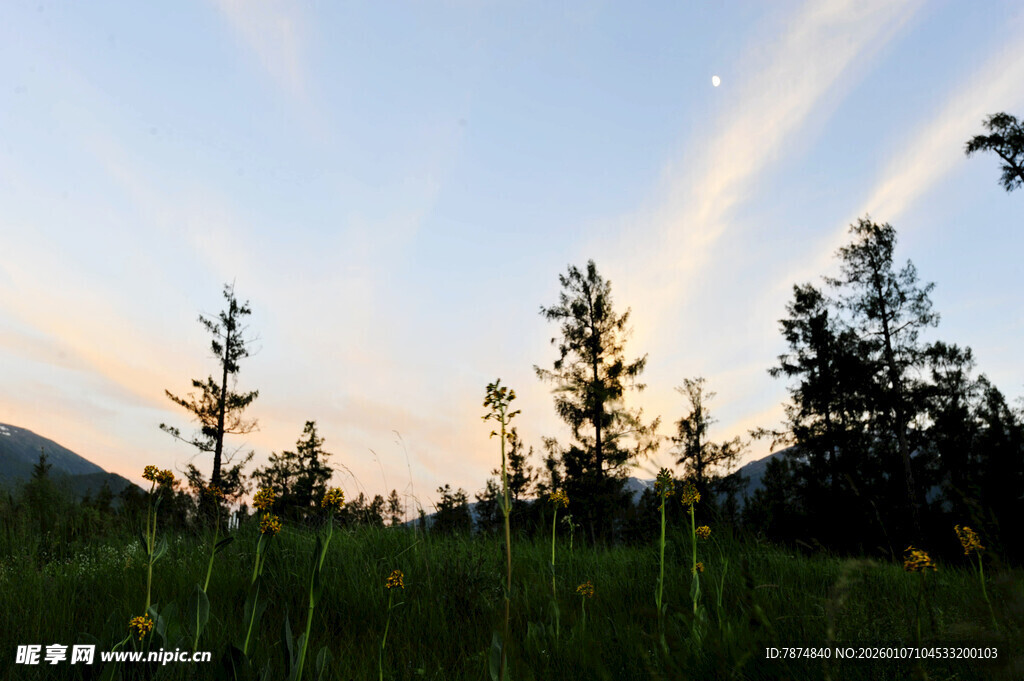 黄昏下的草地与树木景观