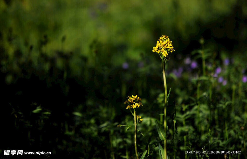 田野中的黄色小花