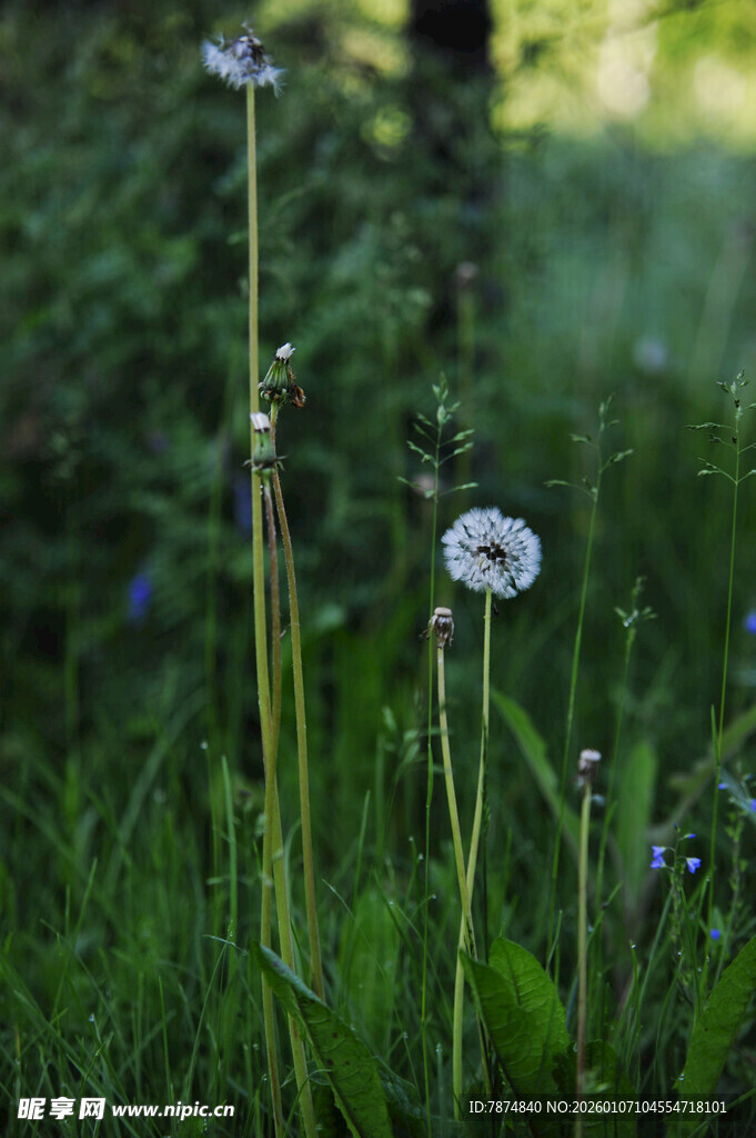 草地上的清新白色小花