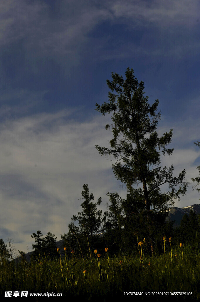 黄昏下的树木与天空景色