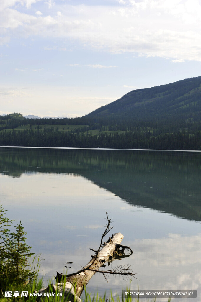 湖畔鹿影 自然静谧之景