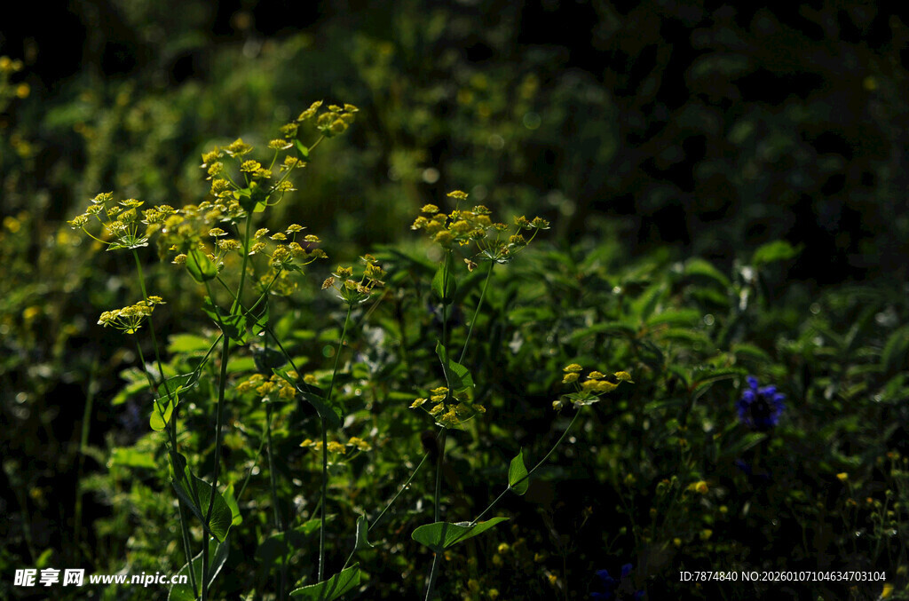 繁茂绿植中的多彩花卉