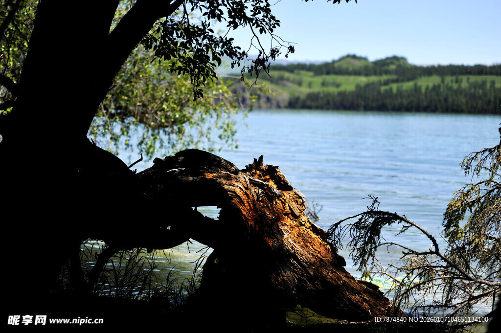 湖畔枯木与葱郁树木景观