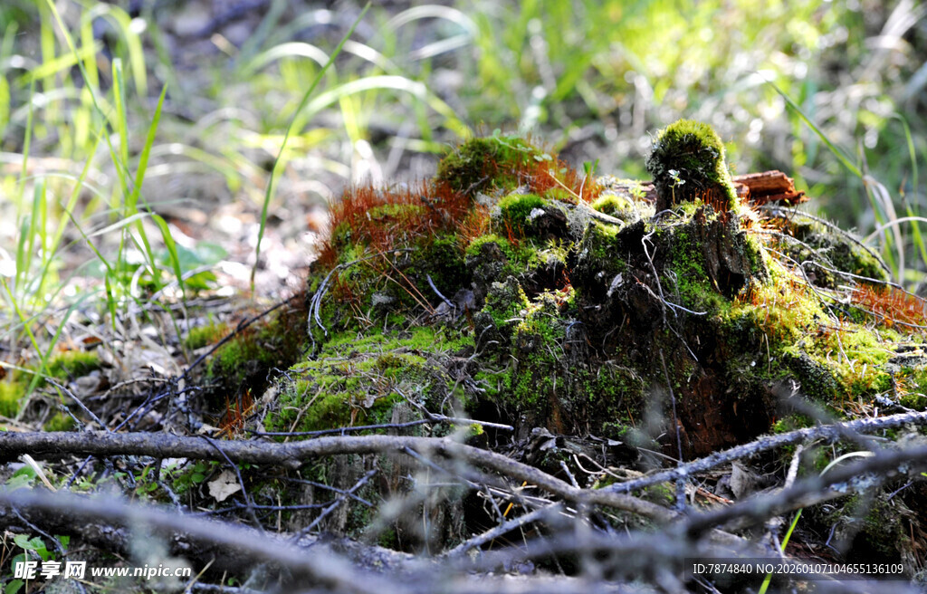 长满苔藓的树桩