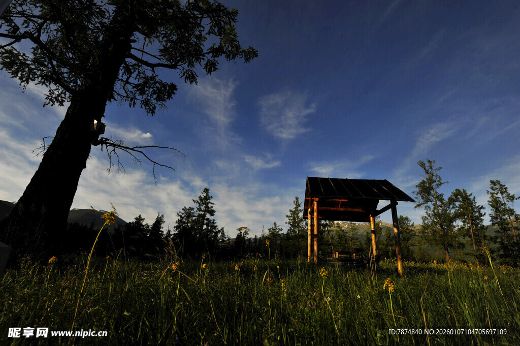 草原上的木屋与参天大树