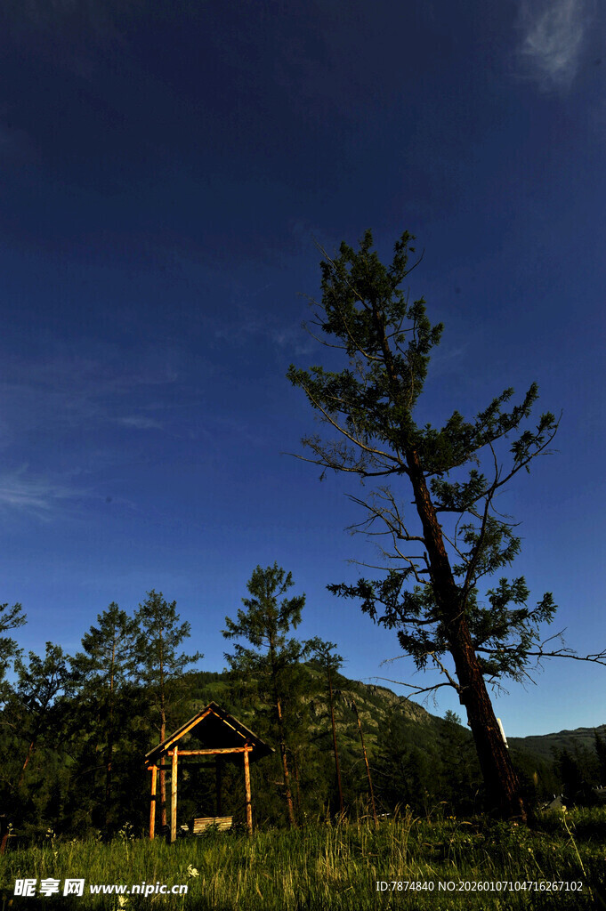 夜幕下的林间小屋与孤树