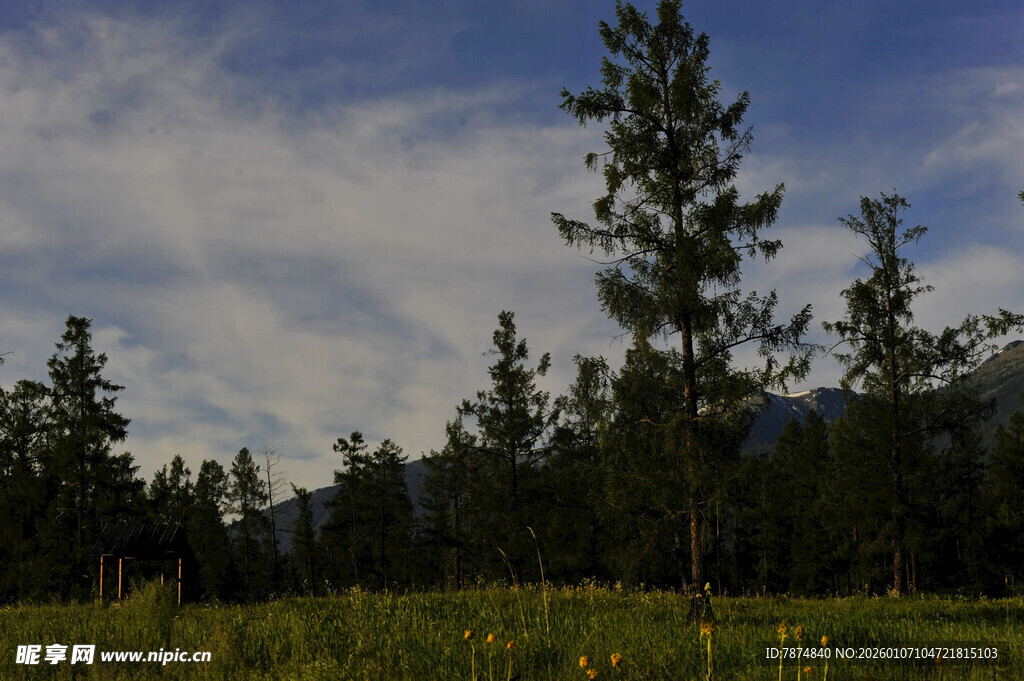 草原松林间的美丽风光