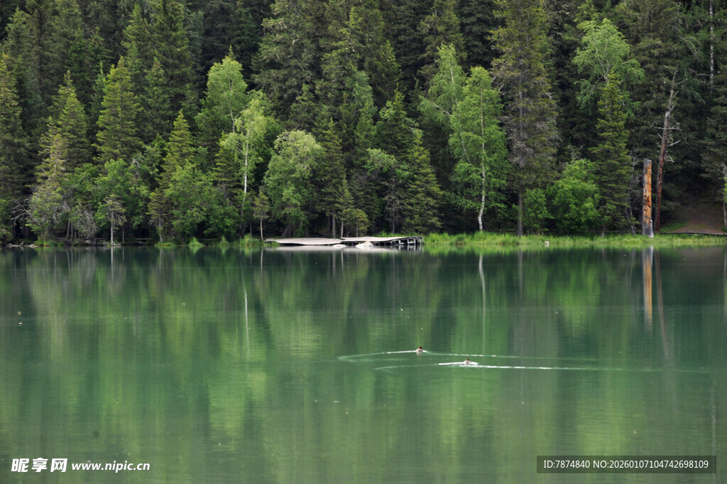 宁静湖畔绿意盎然的森林