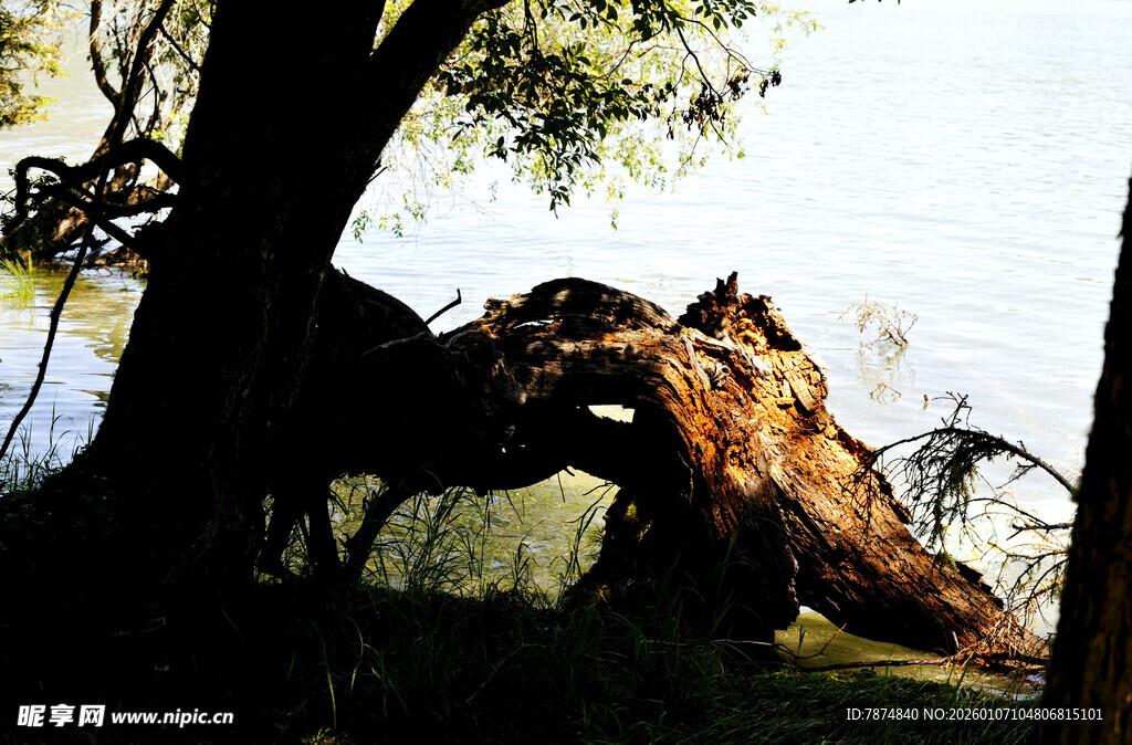 河边倒伏的枯树景象