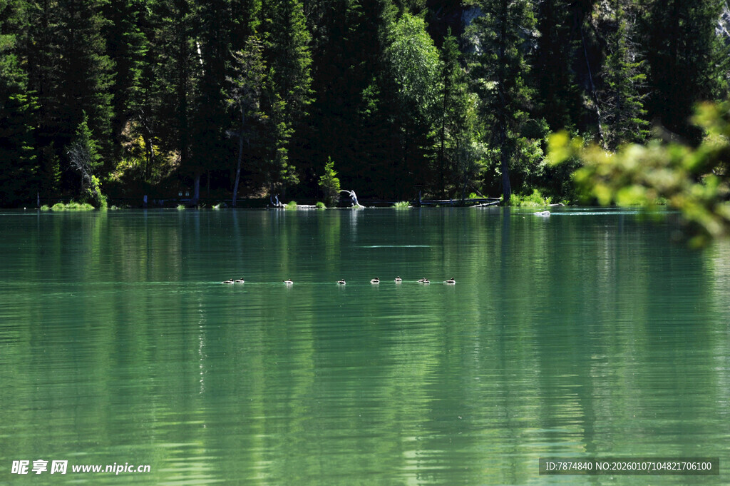 翠绿湖水边的静谧森林