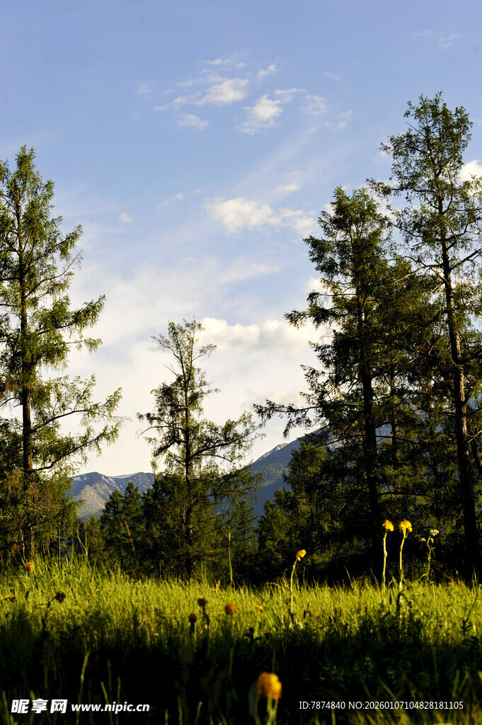 山林草地间的清新自然景