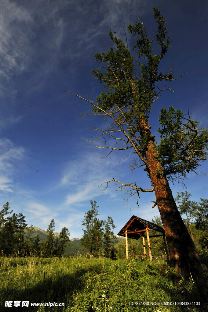 林间小屋 静谧自然之景