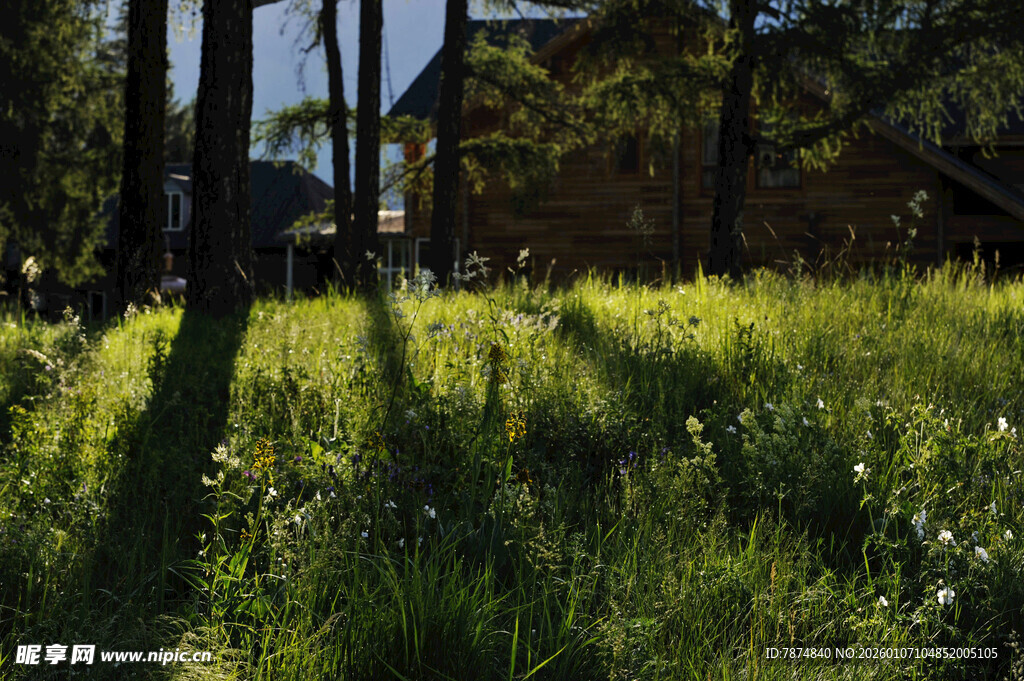 阳光洒落的林间草地