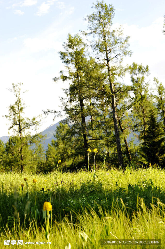 夏日绿野中的挺拔树木