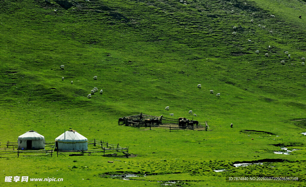 草原上的蒙古包与马群