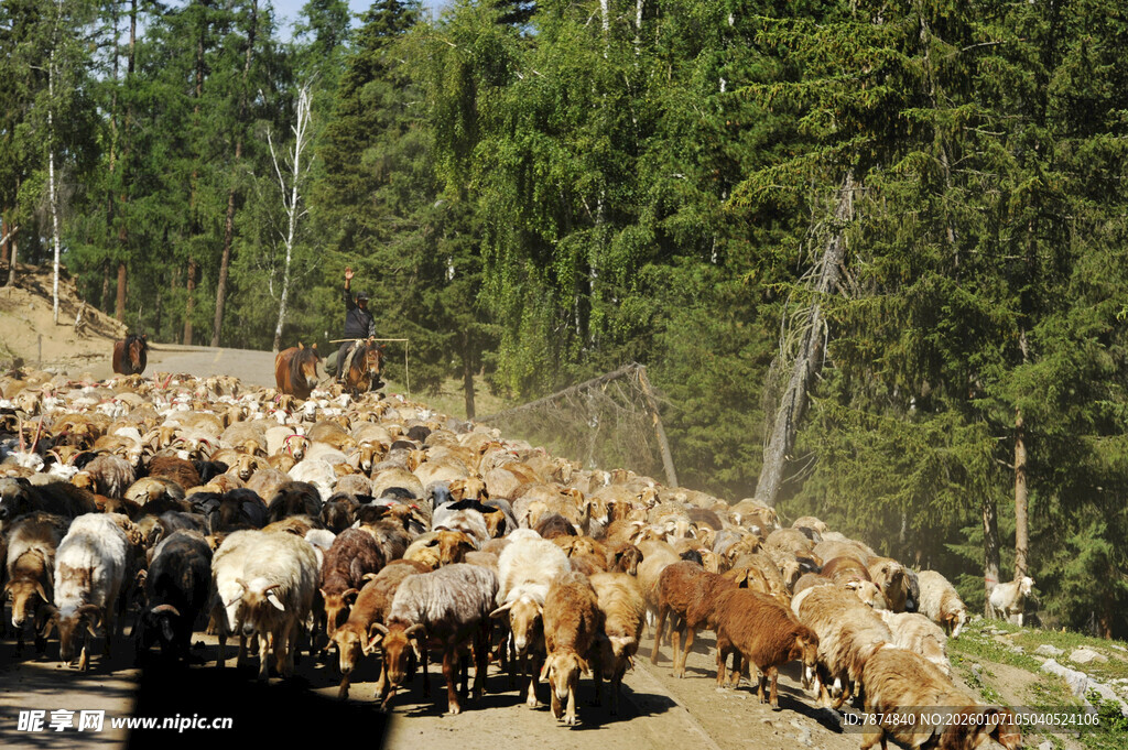 乡村牧群行进在林间小道