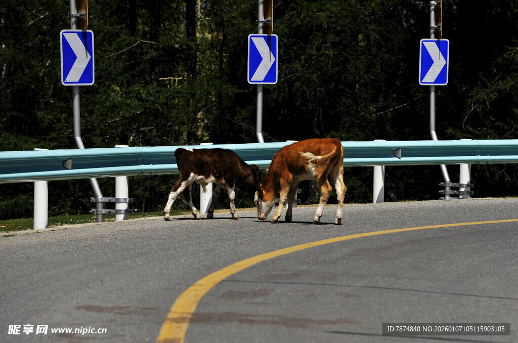 公路上行走的两头牛